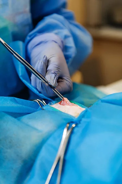 Műtét Hogy Eltávolítsanak Egy Tumort Egy Macskából Sebészi Hozzáférés Hasüreghez — Stock Fotó