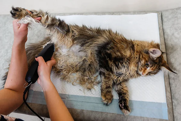 Χειρουργείο Για Αφαιρέσετε Έναν Όγκο Μια Γάτα Στάδιο Ξυρίσματος Της — Φωτογραφία Αρχείου