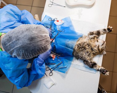 Bir kedideki rahim tümörünü çıkarmak için ameliyat. Veterinerlik cerrahisi. Nörovasküler demire klempler ve dikişler uygulanıyor