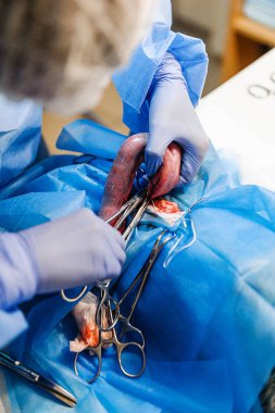 Bir kedideki rahim tümörünü çıkarmak için ameliyat. Veterinerlik cerrahisi. Nörovasküler demire klempler ve dikişler uygulanıyor