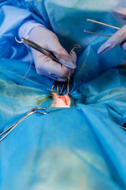 Bir kedideki rahim tümörünü çıkarmak için ameliyat. Veterinerlik cerrahisi. Nörovasküler demire klempler ve dikişler uygulanıyor