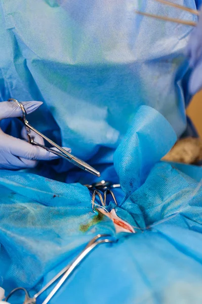 Műtét Hogy Eltávolítsanak Egy Méhtumort Egy Macskából Műtét Állatorvostudományban Szorítók — Stock Fotó
