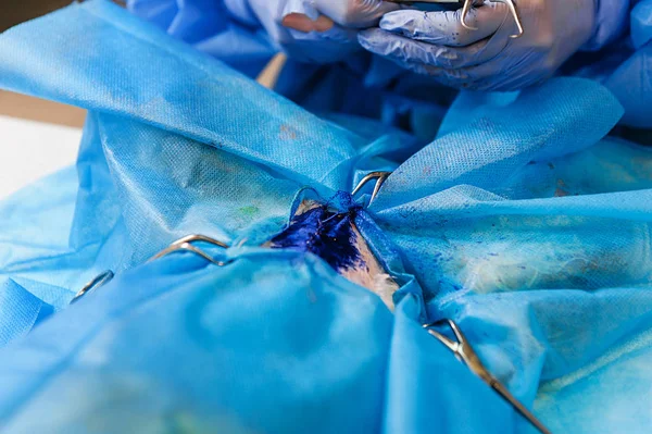 Surgery Remove Uterine Tumor Cat Stage Suturing Wound Its Processing — Stock Photo, Image