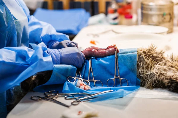 Chirurgie Een Baarmoeder Tumor Verwijderen Een Kat Chirurgie Diergeneeskunde Klemmen — Stockfoto