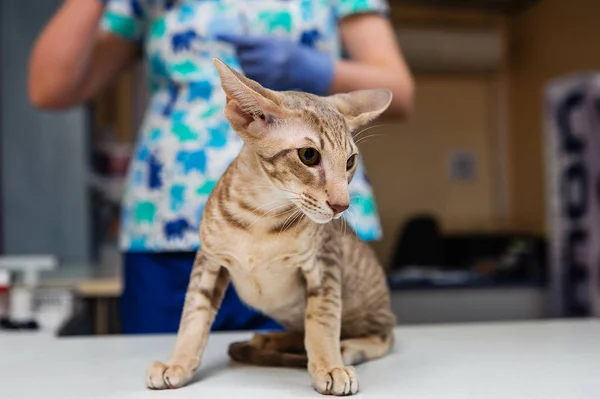 在兽医诊所检查的猫 猫只预防巡查兽医药物 — 图库照片