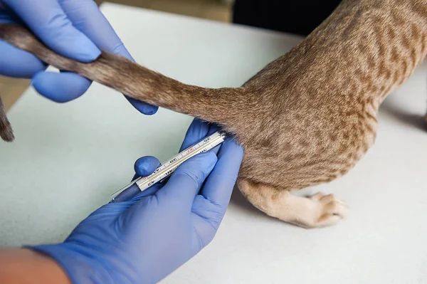 Measuring Temperature Cat Anus Veterinary Kitten Examination — Stock Photo, Image