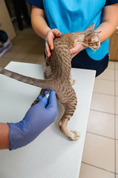 Measuring the temperature of the cat in the anus. Veterinary kitten examination