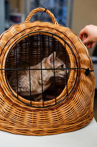Γάτα Φορητό Κουτί Γάτα Στη Ρεσεψιόν Κτηνιατρική Κλινική — Φωτογραφία Αρχείου
