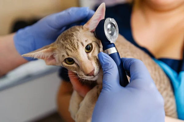 Pemeriksaan Telinga Kucing Otoskop Pemeriksaan Telinga Hewan Sebuah Klinik Dokter — Stok Foto