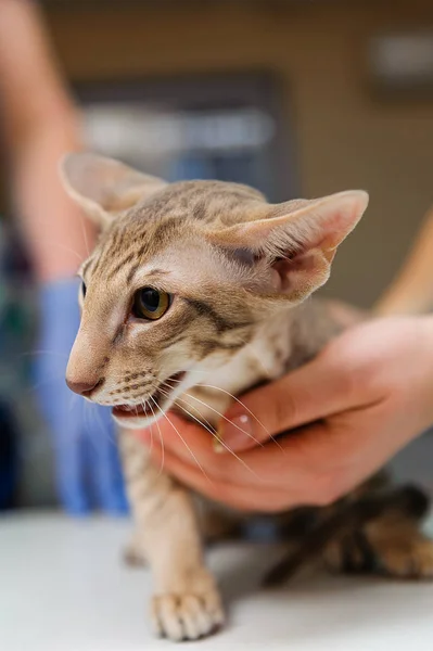 Γάτα Για Εξέταση Κτηνιατρική Κλινική Προληπτική Επίσκεψη Γατάκι Στην Κτηνιατρική — Φωτογραφία Αρχείου