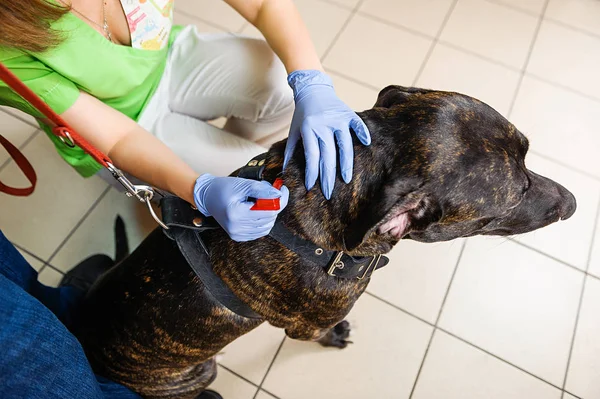 Hayvanları parazitlerden korumak ve tedavi etmek için damlalar. Pire solucanlarının solgunluğuna düşer