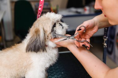 Köpeği tımarhanede tımar ediyorum. Köpekler için veteriner tedavisi