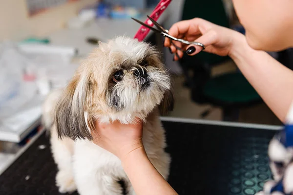 Grooming Dog Groomer Veterinary Treatments Dogs — 스톡 사진