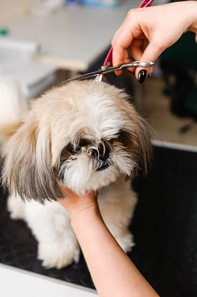 Περιποιείσαι Τον Σκύλο Στον Φροντιστή Κτηνιατρικές Θεραπείες Για Σκύλους — Φωτογραφία Αρχείου