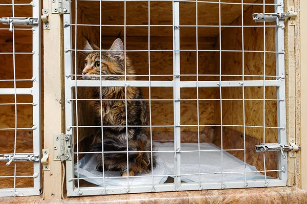 Cat in an animal cage in a clinic. Hotel for animals