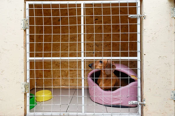 Cat in an animal cage in a clinic. Hotel for animals