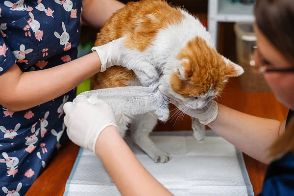 Behandlung Von Verletzungen Der Pfote Eines Kätzchens Tragen Sie Einen — Stockfoto