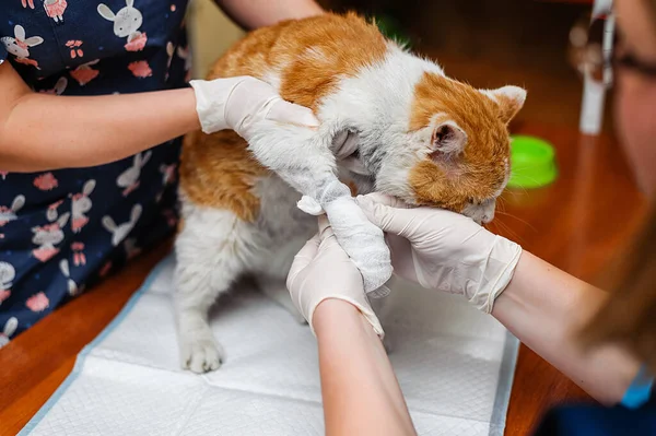 猫爪受伤的治疗方法 用绷带包扎伤口 在一只破碎的小猫的爪子上撒满了石膏 — 图库照片