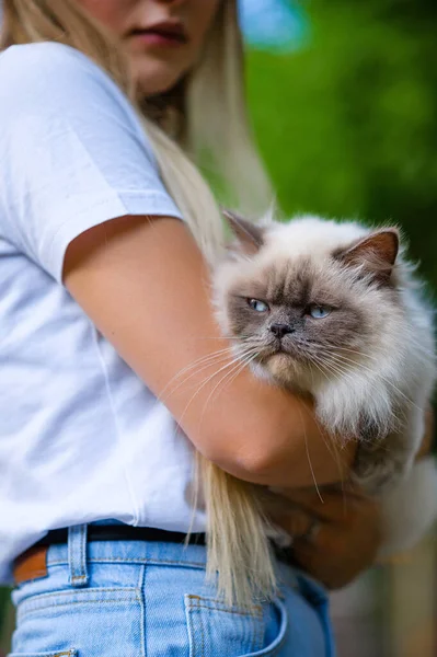 Belle Chatte Britannique Poil Long Dans Les Bras Maîtresse — Photo