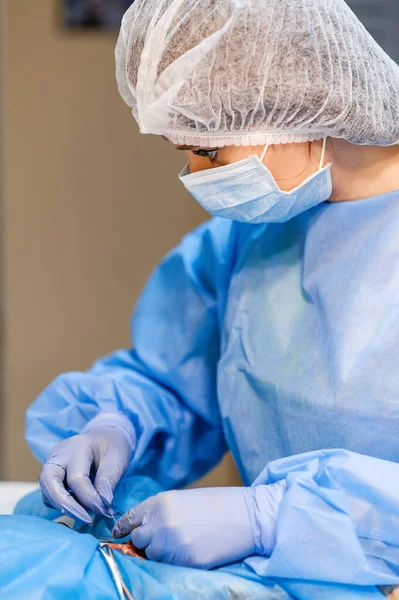 猫の子宮腫瘍を除去するための手術 獣医学の外科医 神経血管バンドルにクランプと縫合糸を適用します — ストック写真