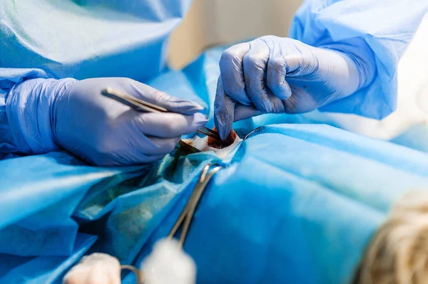 Cirurgia Para Remover Tumor Uterino Gato Cirurgia Medicina Veterinária Aplicando — Fotografia de Stock
