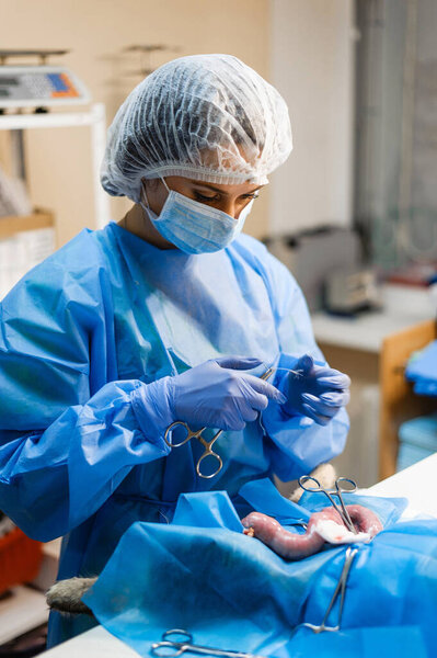 Surgery to remove a uterine tumor in a cat. Surgery in veterinary medicine. Applying clamps and sutures to the neurovascular bundle