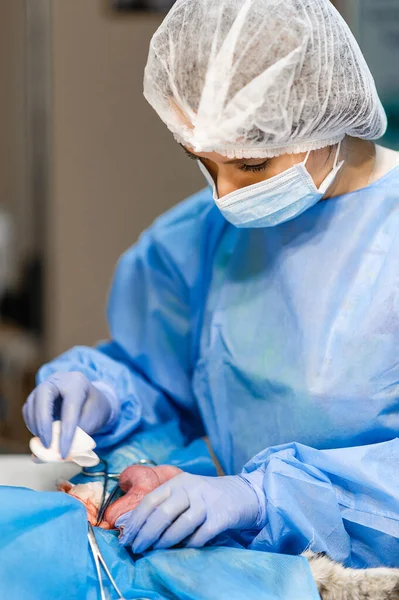 猫の子宮腫瘍を除去するための手術 獣医学の外科医 神経血管バンドルにクランプと縫合糸を適用します — ストック写真