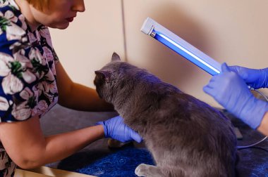 Beyaz bir İngiliz kedisinde ultraviyole lamba altında deri hastalıkları ve mantar muayenesi