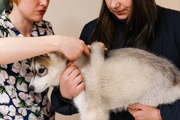 Förebyggande Undersökning Husky Hos Veterinären Husky Valp Temperatur Mätning — Stockfoto