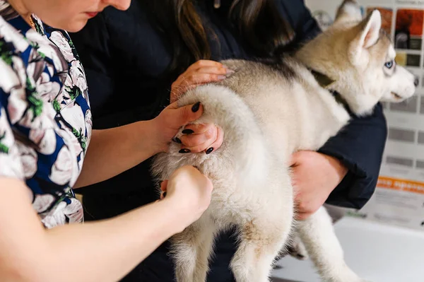 獣医師でのハスキーの予防的検査 子犬の温度測定 — ストック写真