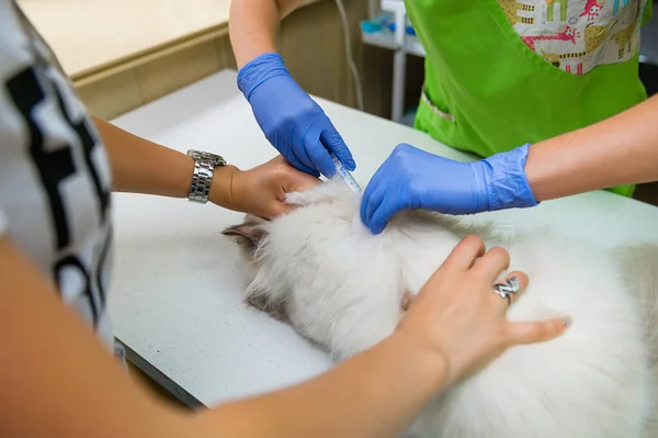 Förebyggande Vaccinering Katt Veterinärklinik — Stockfoto
