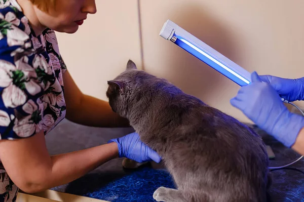 紫外線ランプの下で皮膚疾患や真菌のための白い英国の猫の検査 — ストック写真