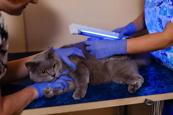 Undersökning Vit Brittisk Katt För Hudsjukdomar Och Svamp Ultraviolett Lampa — Stockfoto