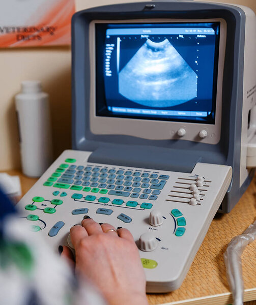 УЗИ для диагностики заболеваний животных в ветеринарной медицине
