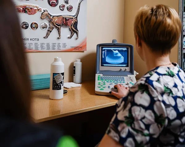 Ultrasound examination for the diagnosis of diseases in animals in veterinary medicine
