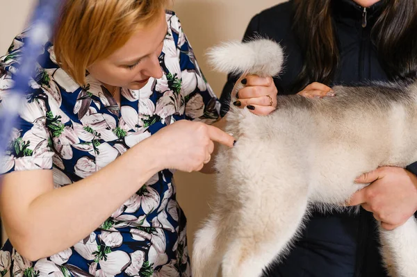 Förebyggande Undersökning Husky Hos Veterinären Husky Valp Temperatur Mätning — Stockfoto