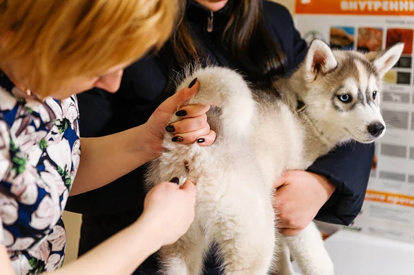 Förebyggande Undersökning Husky Hos Veterinären Husky Valp Temperatur Mätning — Stockfoto