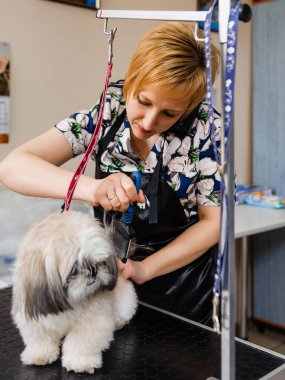 Köpeği tımarhanede tımar ediyorum. Köpekler için veteriner tedavisi