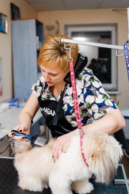 Köpeği tımarhanede tımar ediyorum. Köpekler için veteriner tedavisi