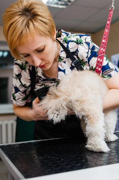 Pflege Des Hundes Beim Pfleger Tierärztliche Behandlungen Für Hunde — Stockfoto