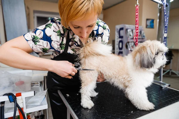 Grooming Hunden Vid Groomer Veterinärbehandlingar För Hundar — Stockfoto