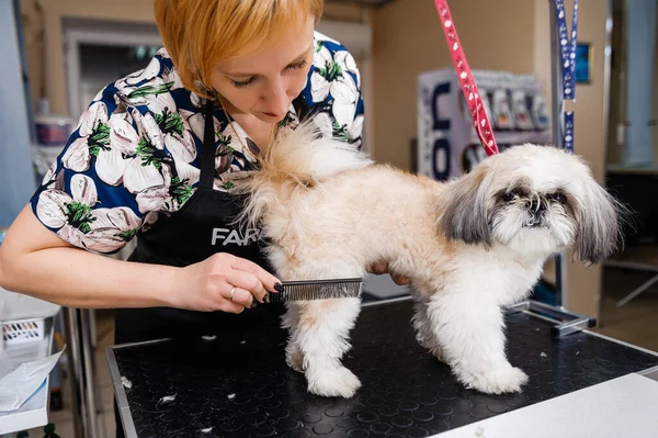 Grooming the dog at the groomer. Veterinary treatments for dogs