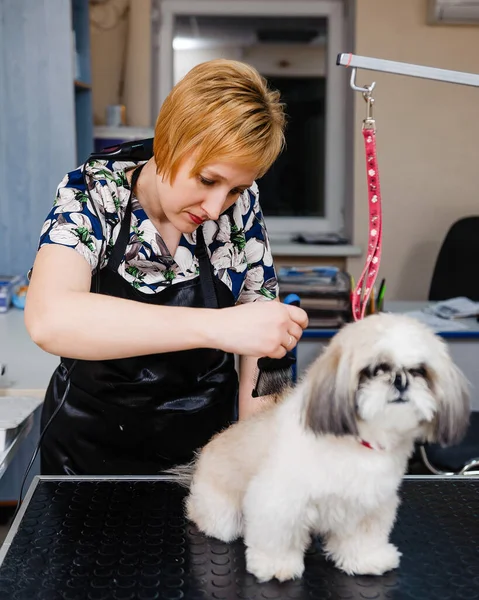 Grooming Hunden Vid Groomer Veterinärbehandlingar För Hundar — Stockfoto