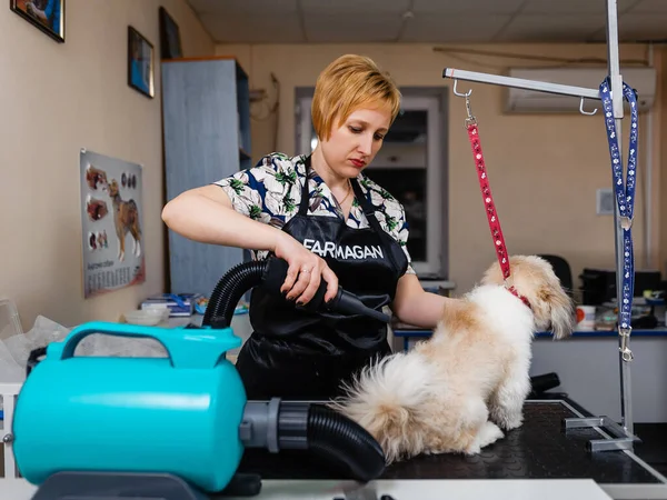 Grooming Hunden Vid Groomer Veterinärbehandlingar För Hundar — Stockfoto