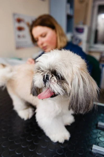 Grooming Dog Groomer Veterinary Treatments Dogs — Stock Photo, Image