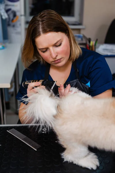Pflege Des Hundes Beim Pfleger Tierärztliche Behandlungen Für Hunde — Stockfoto