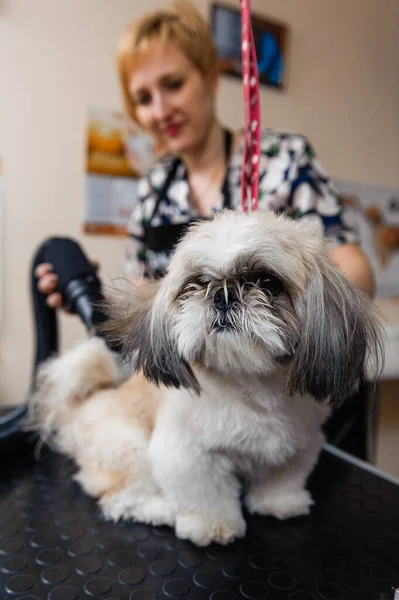 グルーマーで犬をグルーミング 犬のための獣医治療 — ストック写真