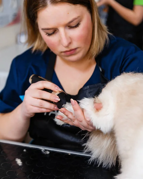 Grooming the dog at the groomer. Veterinary treatments for dogs