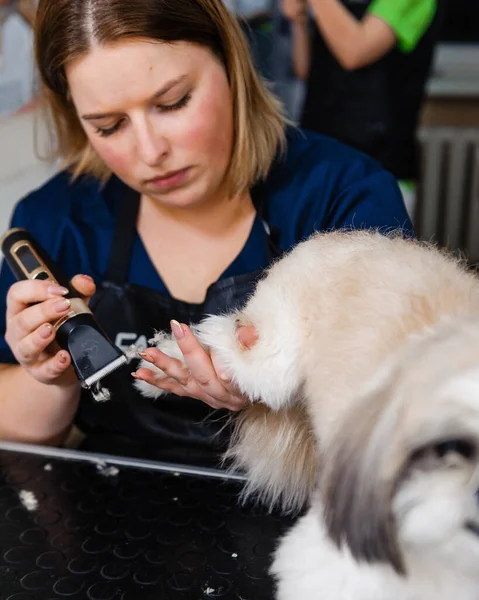Ухаживал Собакой Парикмахерской Ветеринарные Процедуры Собак — стоковое фото