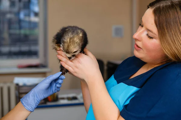 Veterinarian Examines Ferret Clinic Preventive Procedures Veterinary Clinic Pet — Stock Photo, Image